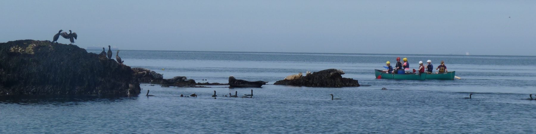 Group of 6 canoeing around Puffin Island with comarants on the rock and a calm sea.