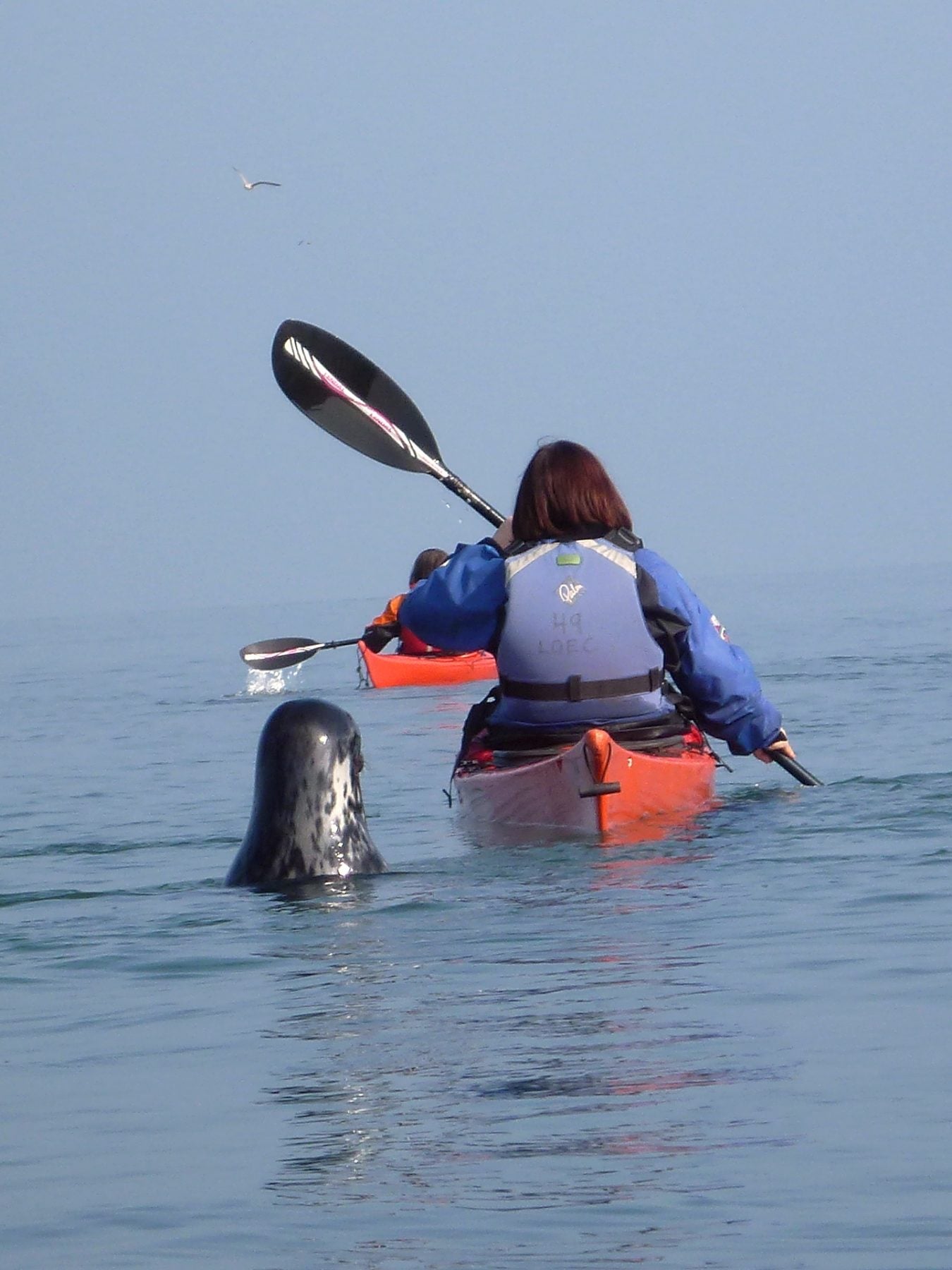Sea kayaking with seal watching, calm sea, Anglesey, Puffin Island