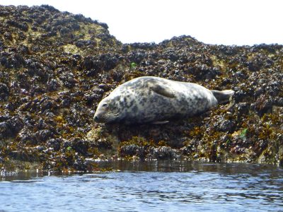 find sea-kayaking activity snowdonia uk